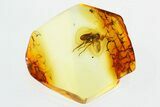 Detailed Fossil Fly and Aphid in Baltic Amber - Great Eyes #315353-1